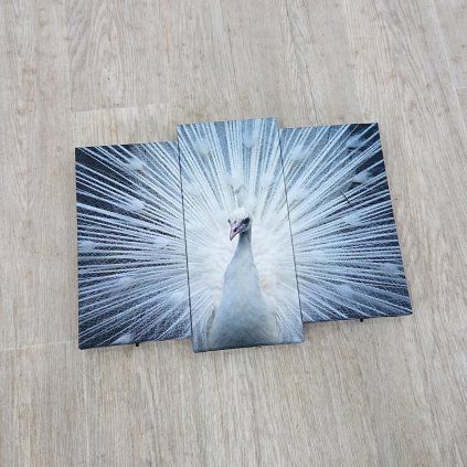 Podsvícený 3dílný obraz Ledda Peafowl